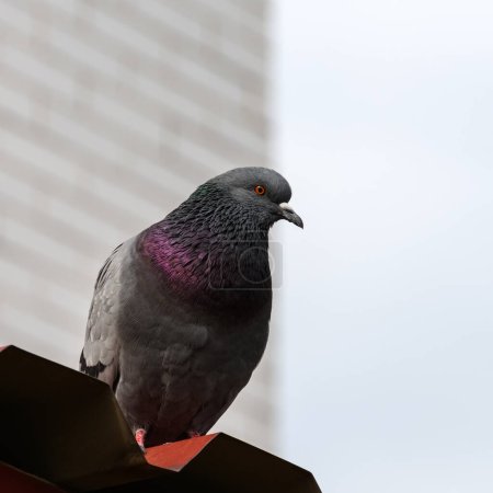 Téléchargez les photos : Portrait d'un pigeon de roche sur un toit métallique. Le cou d'une colombe sauvage scintille et brille de couleurs vertes et violettes. Sur fond flou, le mur d'un immeuble de grande hauteur et le ciel - en image libre de droit