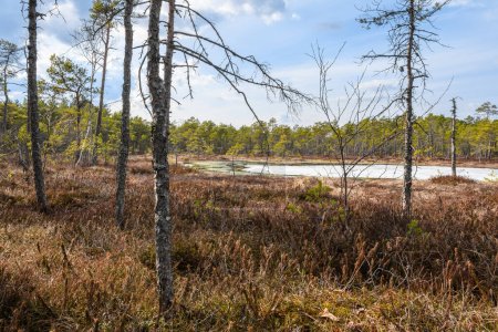 Swamp in the spring pine forest. The last melting ice on the water. Around there is last year's yellow grass and dense thickets of wild rosemary with reddish leaves. Bright sunshine and cloudy sky