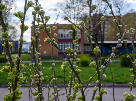 Téléchargez les photos : Les brindilles de l'arborescence Caragana arborescens arborent au printemps de petites feuilles délicates vert pâle et légèrement velues dans un environnement urbain, avec un jardin d'enfants en arrière-plan. Soirée heure dorée, rétro-éclairé - en image libre de droit