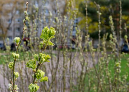 Caragana arborescens branch with spring delicate pale green and carved leaves against a blurred background of bush and the yard of a high-rise residential building. Evening sunlight
