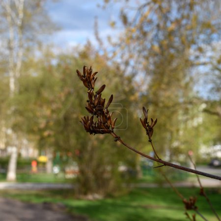 A beautiful lilac branch with a brown tassel of dried open seed pods, on a blurred background - a small city square with spring greenery, sunny evening