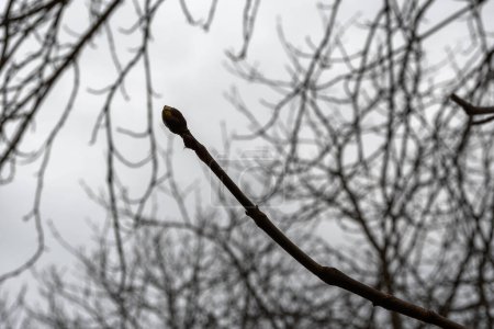 Frühlingskastanienknospe an der Spitze eines Zweiges, aus nächster Nähe. Unscharfer Hintergrund - ein natürliches Muster aus kahlen Ästen und einem grauen bewölkten Himmel. Gegenlicht