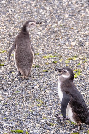 Photo for Magellanic penguins colony in ushuaia, argentina - Royalty Free Image