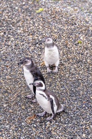 Photo for Magellanic penguins colony in ushuaia, argentina - Royalty Free Image