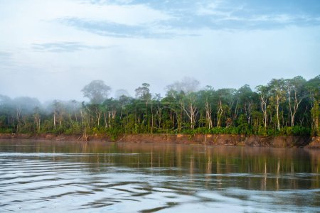 Téléchargez les photos : Riverbank view of peruvian amazonian jungle - en image libre de droit