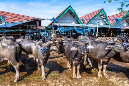 Photo for Rantepao, indonesia. 10th april, 2023: buffalos are exposed to sell in the market of rantepao - Royalty Free Image