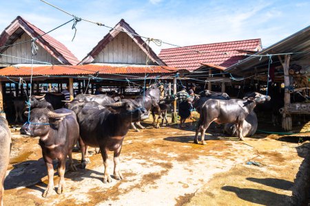 Photo for Rantepao, indonesia. 10th april, 2023: buffalos are exposed to sell in the market of rantepao - Royalty Free Image