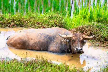 Photo for Buffalos are very appreciated in rantepao, indonesia - Royalty Free Image