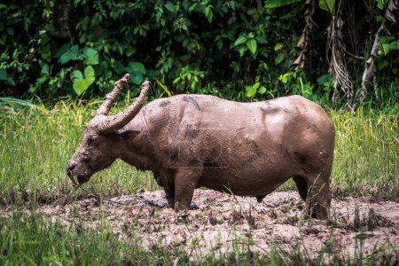 Photo for Buffalos are very appreciated in rantepao, indonesia - Royalty Free Image