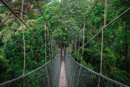 canopy walkway at taman negara national park