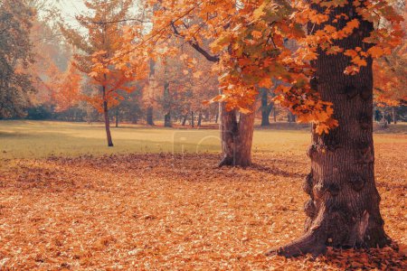 Téléchargez les photos : Paysage d'automne - arbres dorés et feuilles tombantes. Belle saison de chute. - en image libre de droit