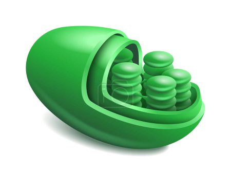 Chloroplast - membrane-bound organelle that conducts photosynthesis in plant and algal cells. Illustration in 3D style