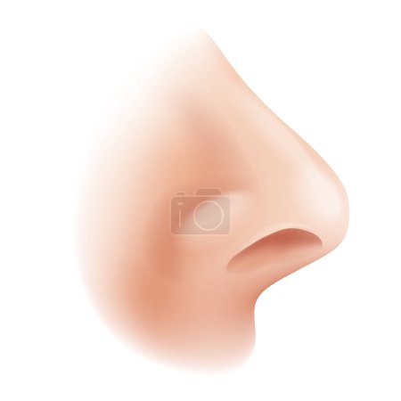 Ilustración de Perfil realista de nariz humana 3D aislada - ilustración para gotas nasales, pulverización o rinoplastia - Imagen libre de derechos