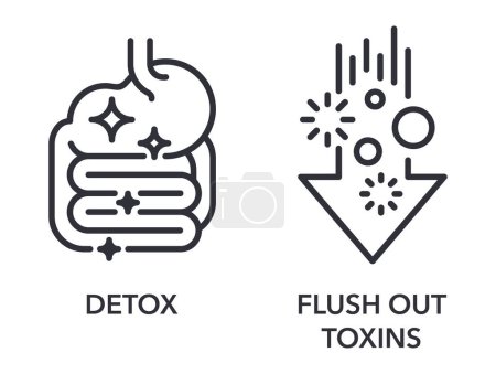 Illustration for Detox and Flush Out Toxins icons set - labeling of food supplement. Pictograms set in thin line - Royalty Free Image