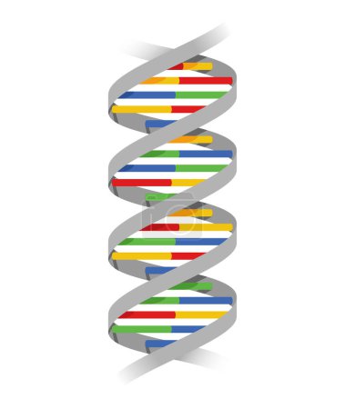 Téléchargez les illustrations : Nucléotides forme colorée d'ADN avec la structure des acides nucléiques - en licence libre de droit