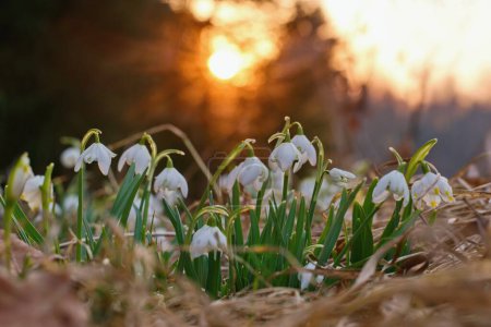 Spring flowers snowdrops blooming in the sunset sunlight