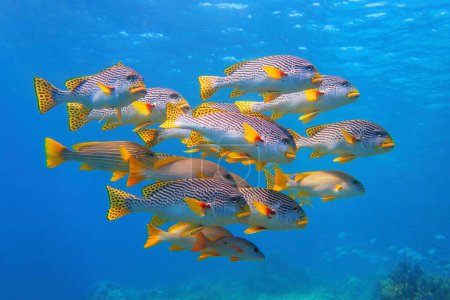 Photo for Shoaling beautiful coral reef fish, Yellow-banded Sweetlips - Royalty Free Image