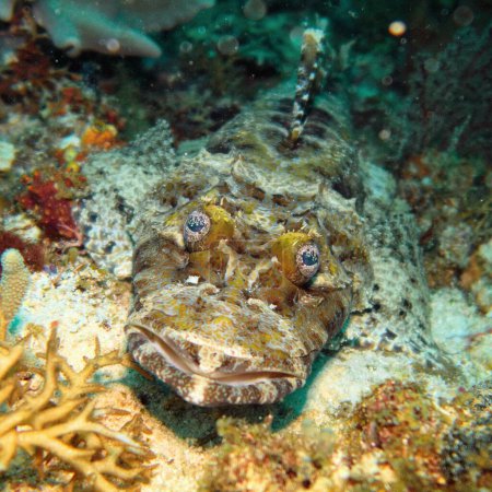 Photo for Crocodile fish lying on the sea bottom. - De Beaufort's flathead (Cymbacephalus beauforti) Tropical coral reef scene - Royalty Free Image
