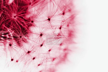 Blured abstract dandelion flower in trendy color -  viva magenta, color of the year 2023