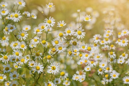 Camomile wildflowers. Field of camomile flowers in the soft sunlight. (Matricaria Chamomilla)