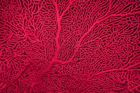 Photo for Organic texture of Sea Fan coral  Gorgonia in trendy color Viva Magenta , color of the year 2023. Abstract background - Royalty Free Image