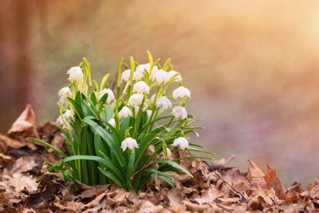 Spring flowers in the shining sunlight, Leucojum vernum, called spring snowflake