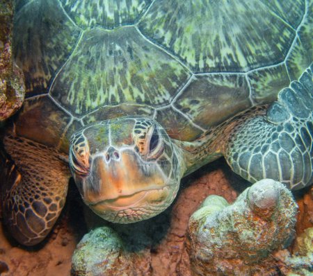 Foto de Green sea turtle ( Chelonia Mydas), animal face close up. - Imagen libre de derechos