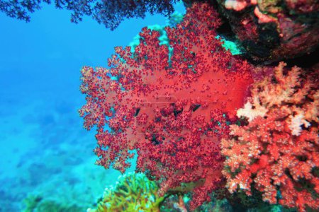 Photo for Beautiful red soft coral Dendronepthya.  Underwater scene of biodiversity of coral reef . - Royalty Free Image