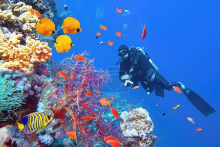 Foto de Buceador cerca de un hermoso arrecife de coral rodeado de bancos de peces de coral coloridos y peces mariposa - Imagen libre de derechos