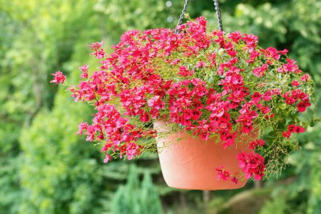 Téléchargez les photos : Diascia personata or Masked twinspur flower in the hanging pot. - en image libre de droit
