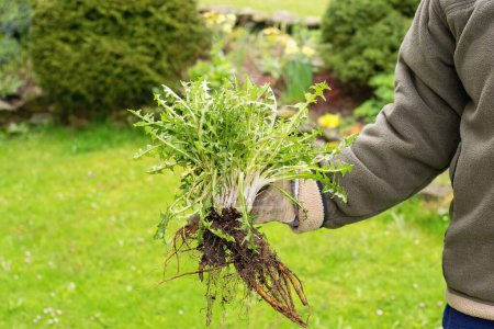 Téléchargez les photos : Jardinier tenant un bouquet de mauvaises herbes, plante de pissenlit avec un grand système racinaire. - en image libre de droit