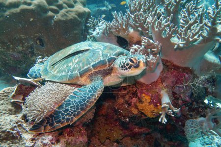 Foto de Tortuga marina verde (Chelonia Mydas) descansando sobre el arrecife de coral - Imagen libre de derechos