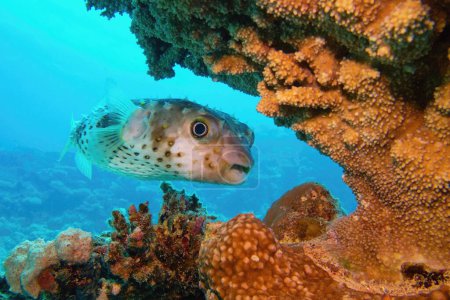 Foto de Hermoso arrecife de coral tropical con preciosos peces puercoespín. - Imagen libre de derechos
