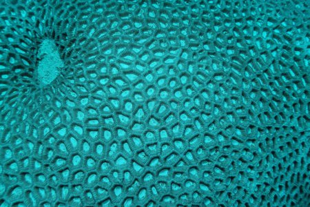 Foto de Textura orgánica de Lacuna Coral (Favia lacuna) o perilla de coral. Fondo abstracto. - Imagen libre de derechos