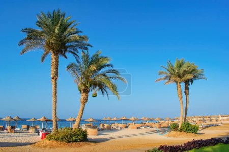 Téléchargez les photos : Idylic beach with palms and sun umbrelas, Red Sea, Egypt - en image libre de droit
