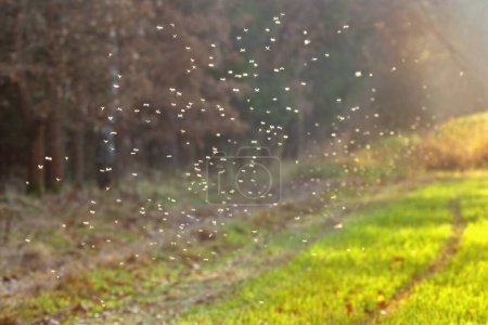 Téléchargez les photos : Essaim de moustiques volant à la lumière du coucher du soleil - en image libre de droit