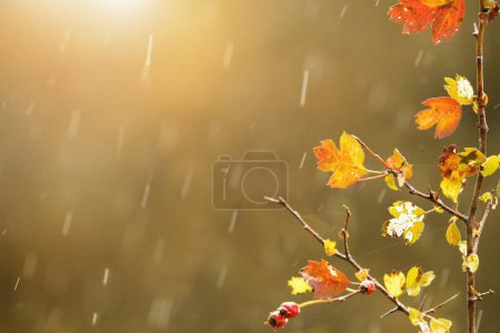 Jesienne deszczowe tło. Gałęzie z kroplami deszczu