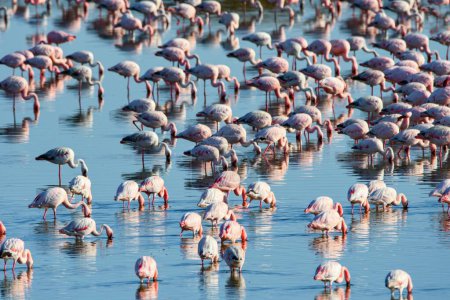 Flamingos in lagoon of Walwis bay, Namibia, Africa. 