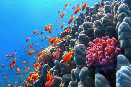 Beau récif corallien tropical avec des poissons coralliens hauts-fonds ou rouges Anthias et diversité de coraux durs.