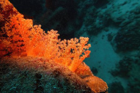 Beautiful red soft coral Dendronepthya.  Underwater scene of biodiversity of coral reef ecosystem. 