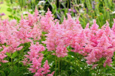 Pink Astilbe flowers blooming in the summer garden