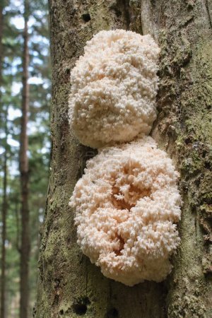 Hericium is a genus of edible mushrooms which grows on dead or dying wood