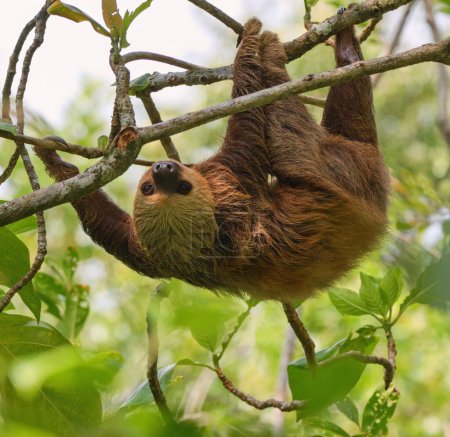 The Hoffmann's two-toed sloth (Choloepus hoffmanni), also known as the northern two-toed sloth. Species of sloth from Central and South America.