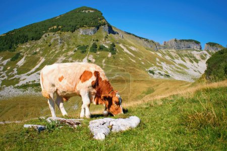 Alm in den österreichischen Alpen mit Kuh und Berggipfel im Hintergrund