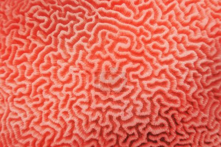 Foto de Fondo abstracto en color coral de moda - Textura orgánica del coral cerebral duro - Imagen libre de derechos