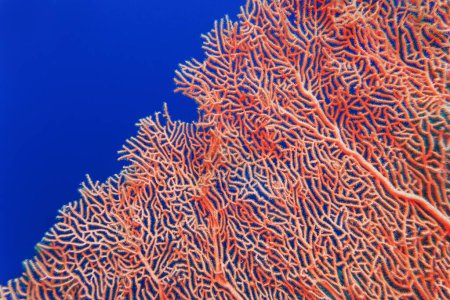 Abstrakter Hintergrund. Organische Textur der Rosafächer- oder Gorgonia-Koralle (Annella mollis))