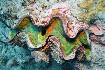 Foto de Beautiful multicolored maxima clam, marine life - Tridacna maxima - Imagen libre de derechos