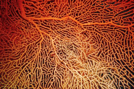 Organische Konsistenz der Roten Meer Fächer- oder Gorgonia-Koralle (Annella mollis). Abstrakter Hintergrund 