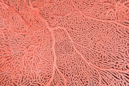 Organische Konsistenz der Roten Meer Fächer- oder Gorgonia-Koralle (Annella mollis). Abstrakter Hintergrund in trendiger Korallenfarbe.
