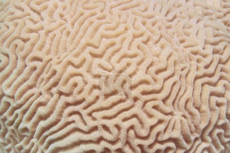 Foto de Fondo abstracto - Textura orgánica del coral cerebral duro - Imagen libre de derechos
